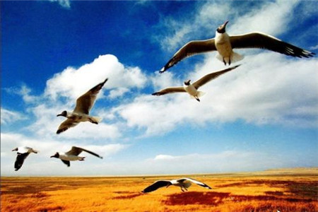 黑龍江自考專業(yè)哪些最實用?