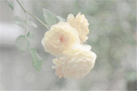 2020年黑龍江自考計算機應用基礎試題(2)